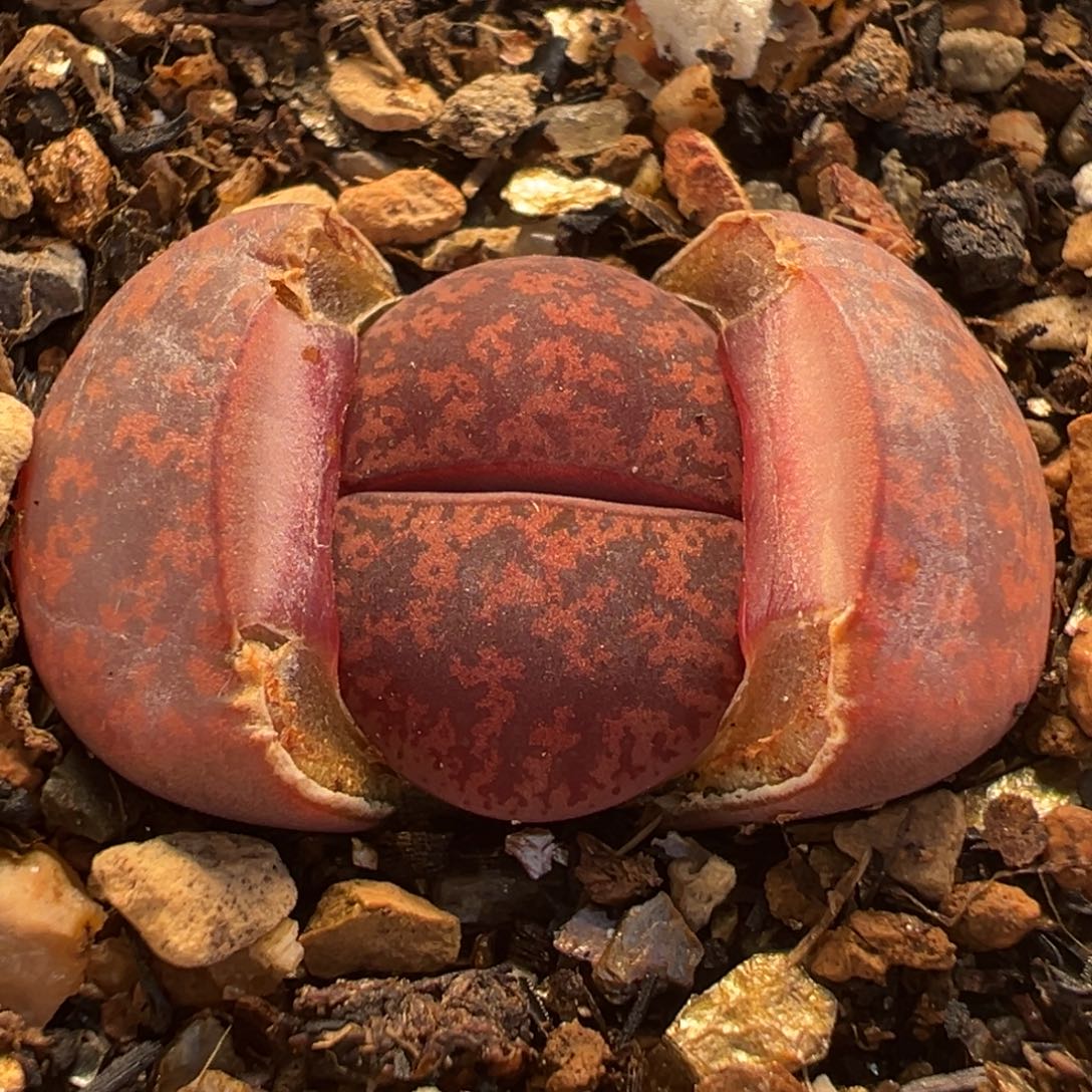 025多肉植物种类多样