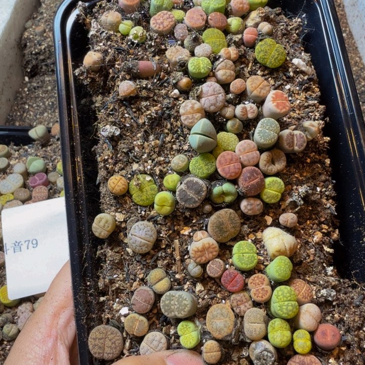 阳*多肉葡萄的季节来咯80