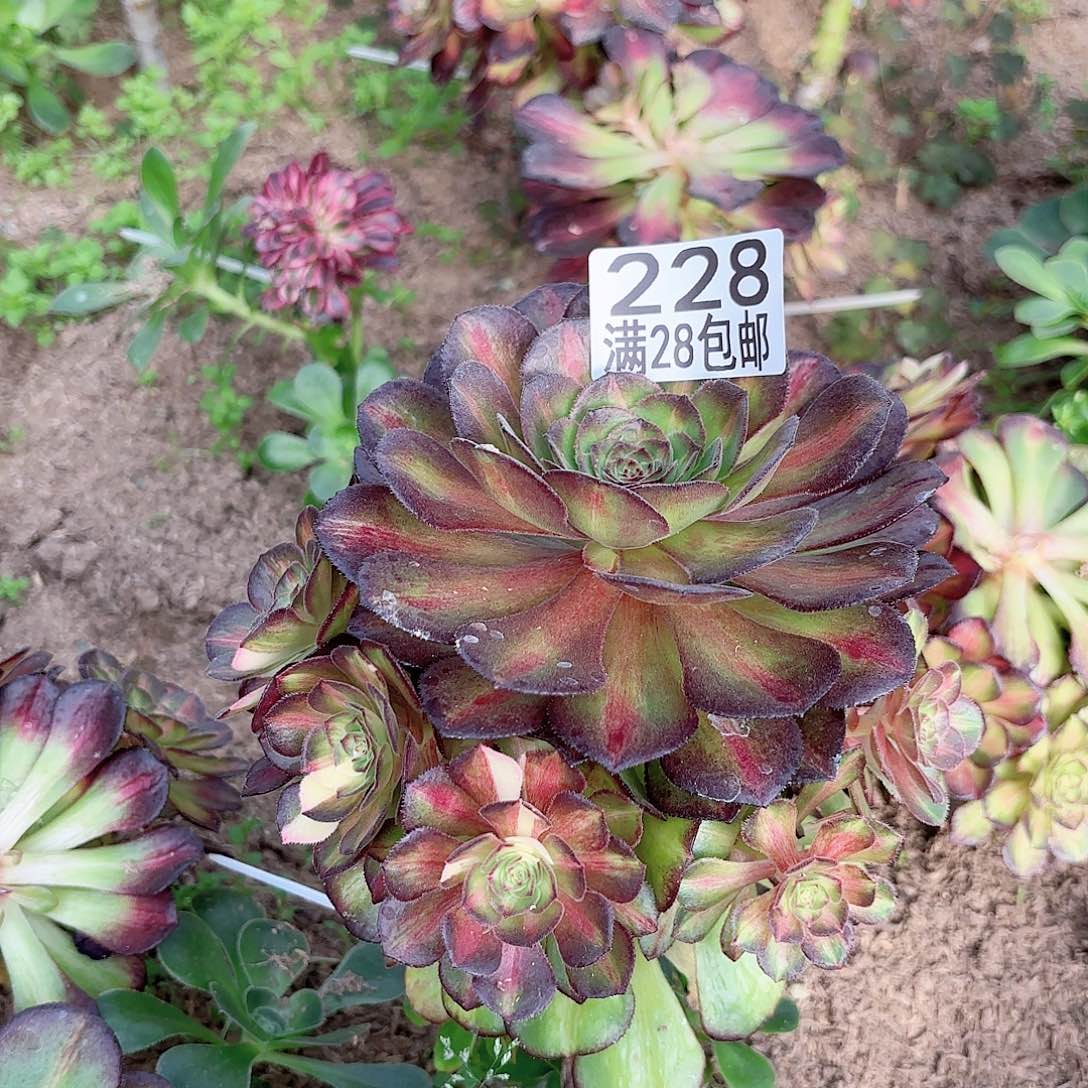 V. 228七彩海王多肉1111