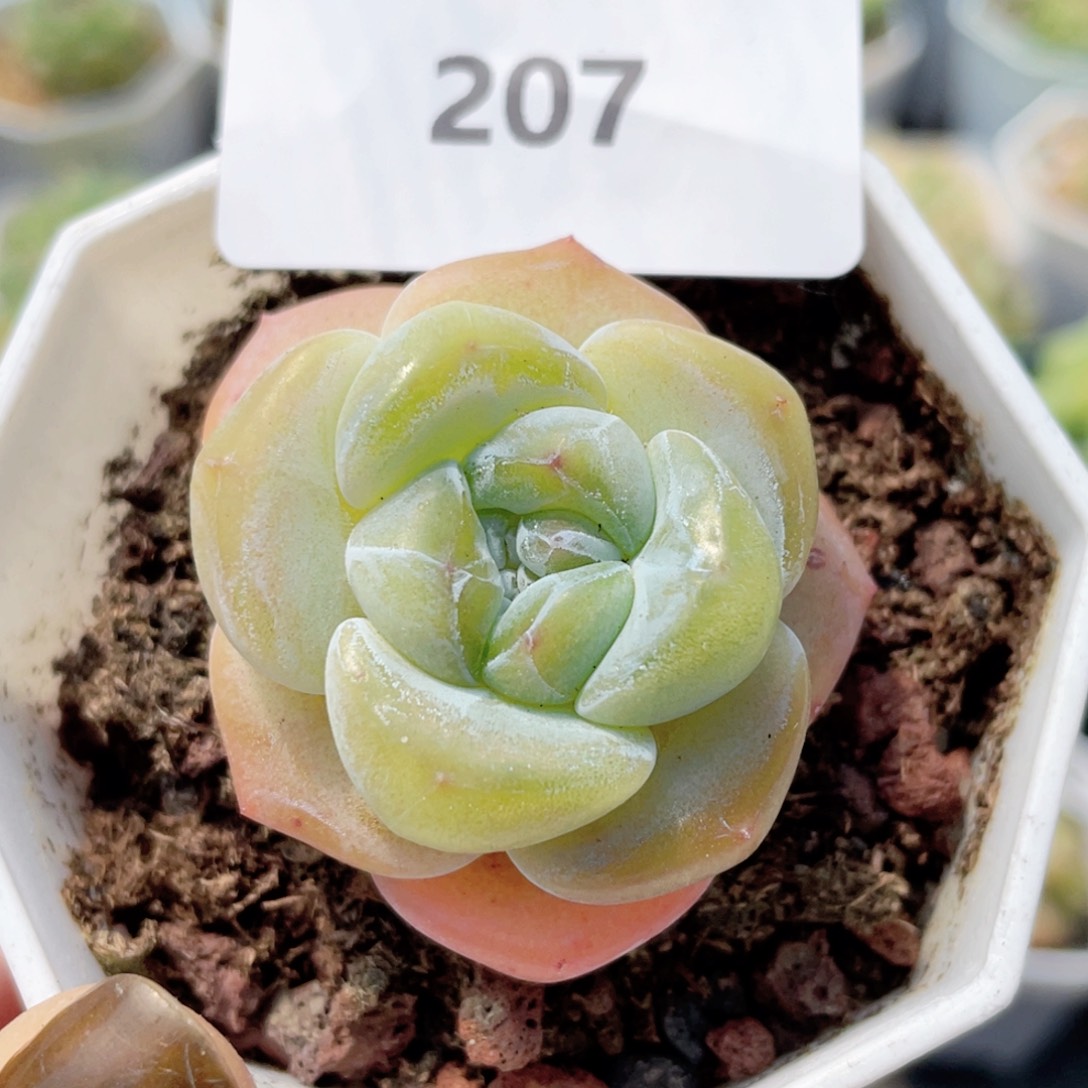 207号糖心冰心珍妮