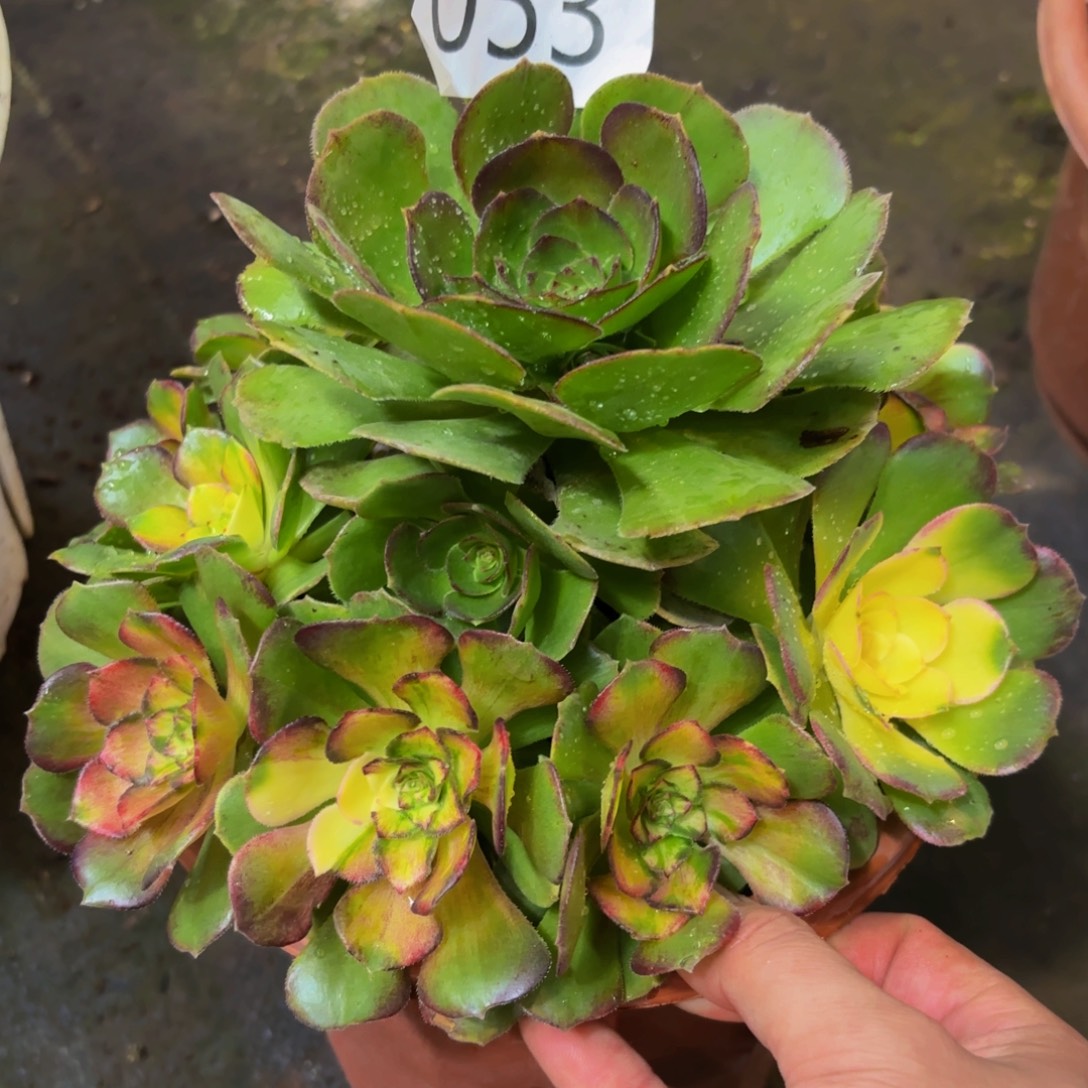 053多肉植物海王七彩