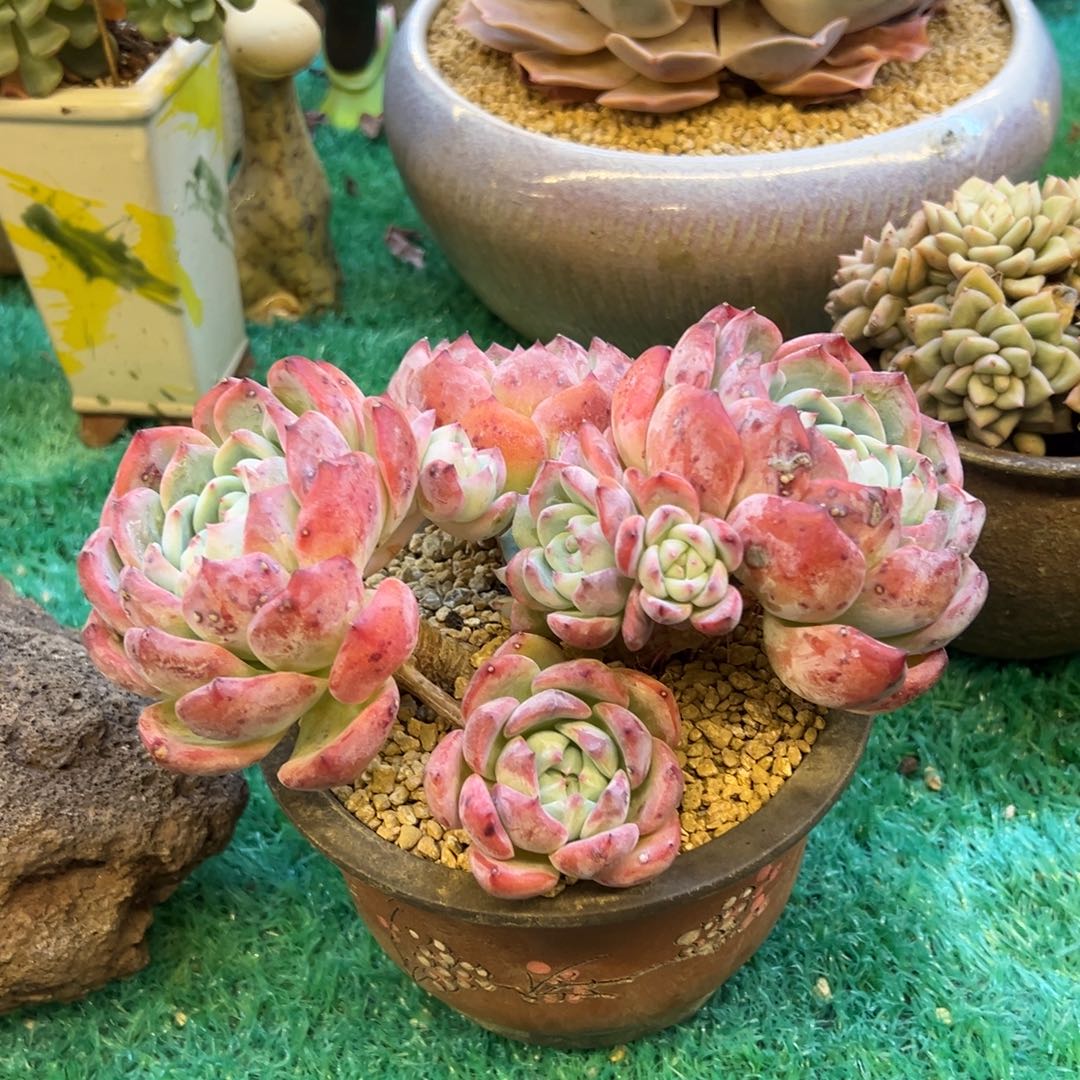 望舒，，，，，，，，，，，，，，，，，，