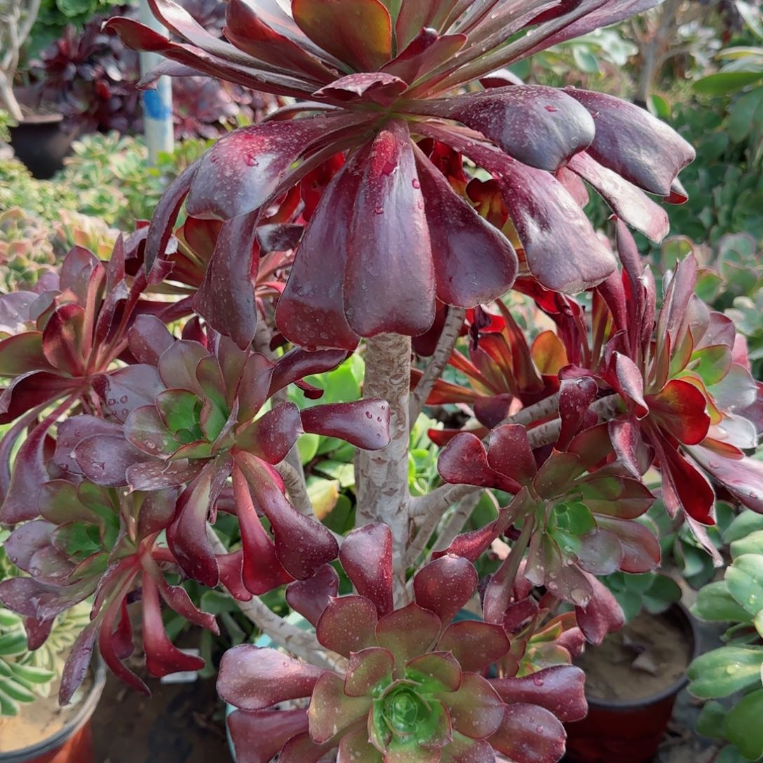 巫毒多肉291满28包邮断枝不包