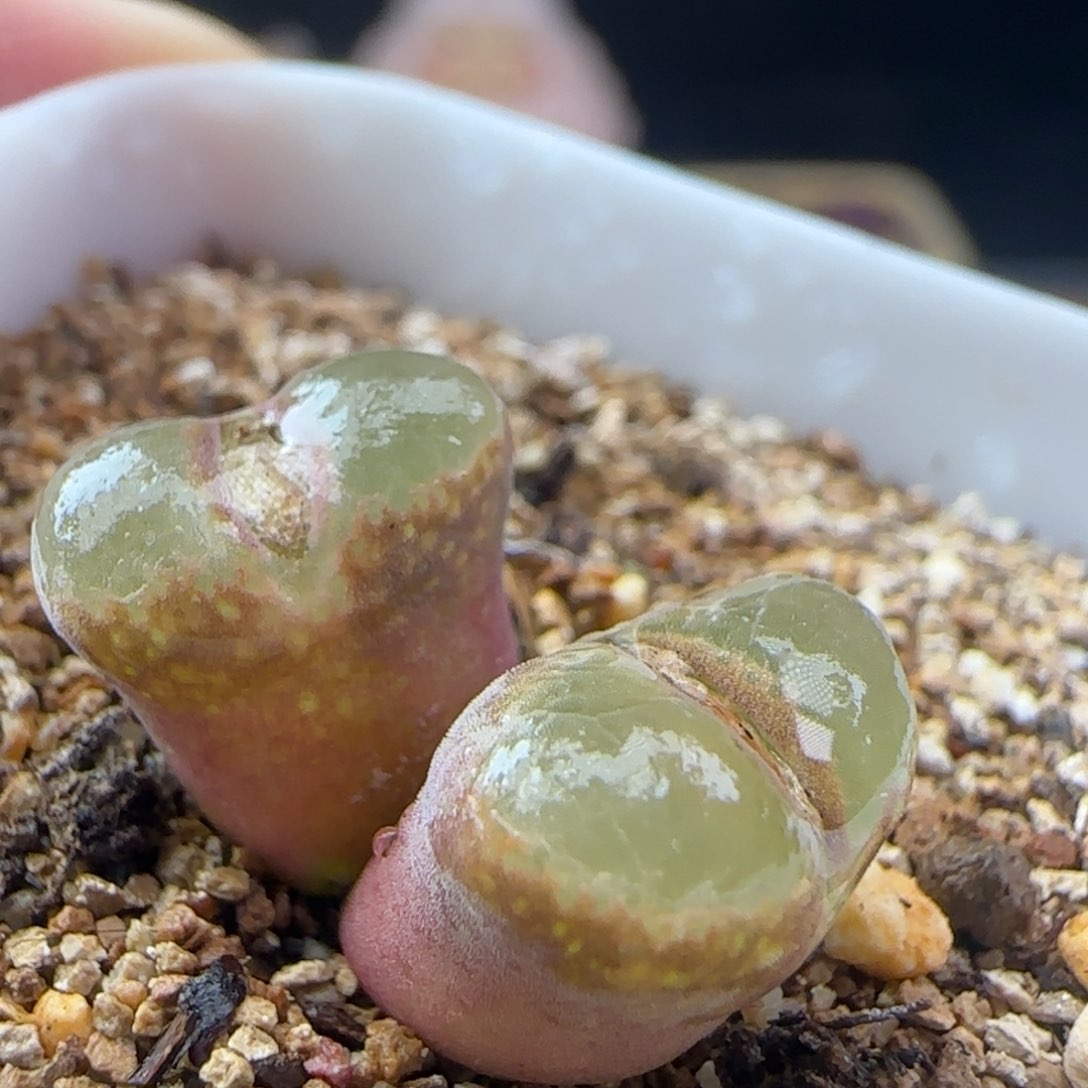 2.7.28/风铃/多肉植物