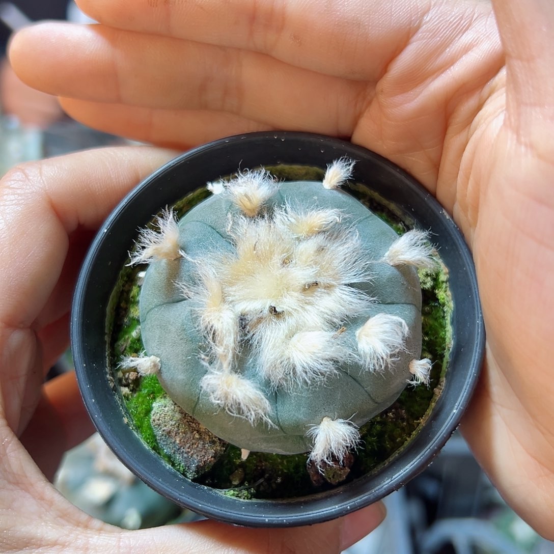 实生长毛kk勒骨乌5公分带盆