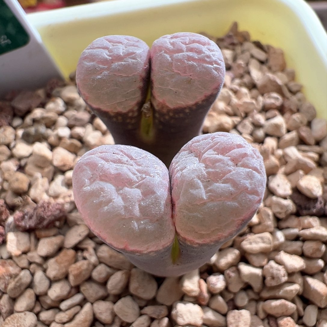 705。青蛙优选SE肯哈德 双头母本