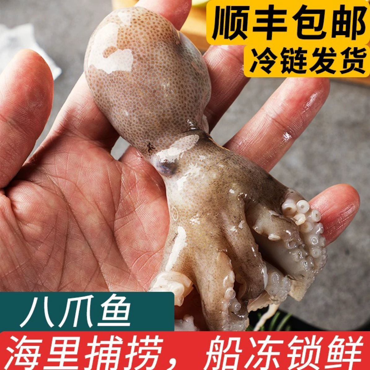 鲜活速冻 短腿 迷你小八爪2斤-4斤 顺丰包邮