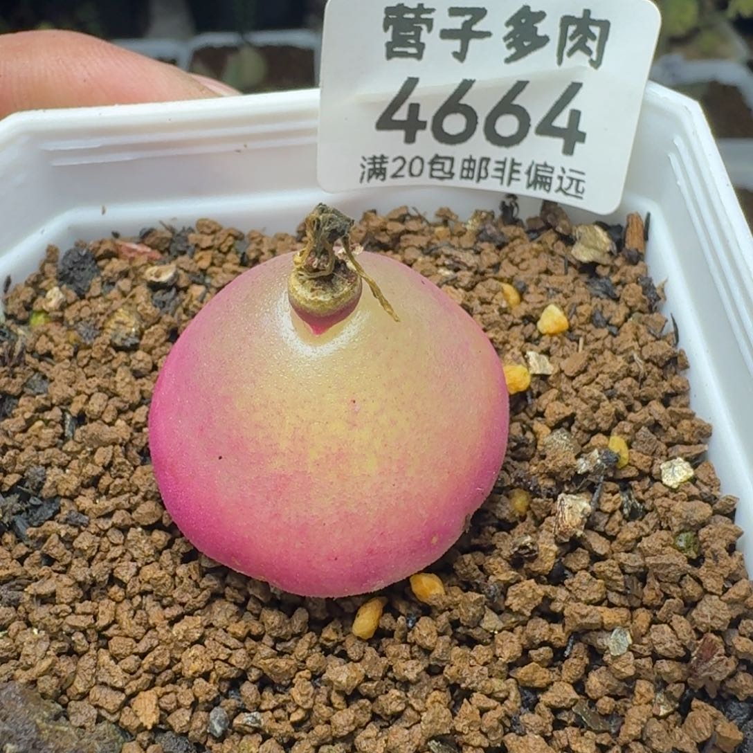 灯泡2.7脱土。                