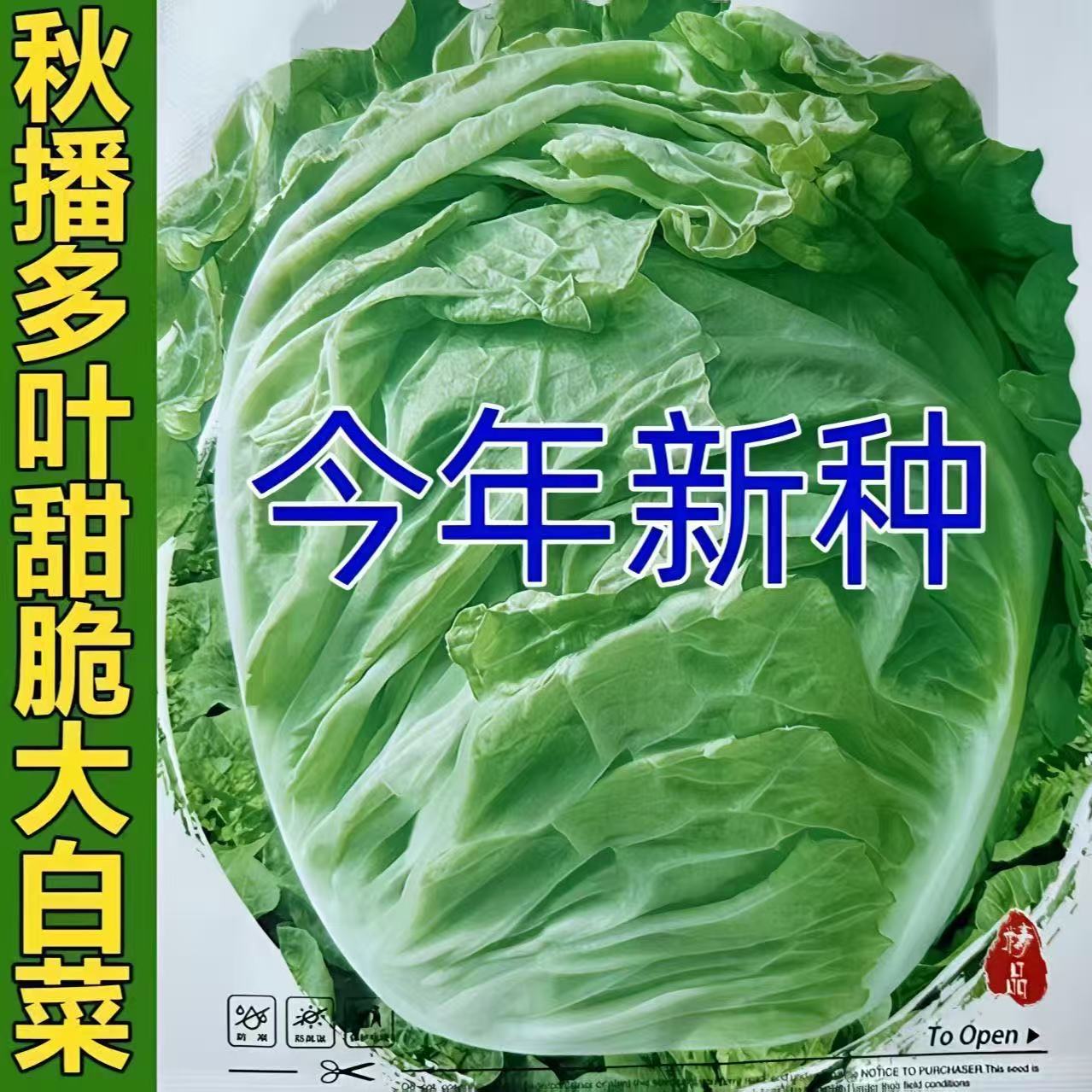 叶多多大白菜种子耐寒抗病冬季大颗山东白菜菜籽四季蔬菜大白菜籽
