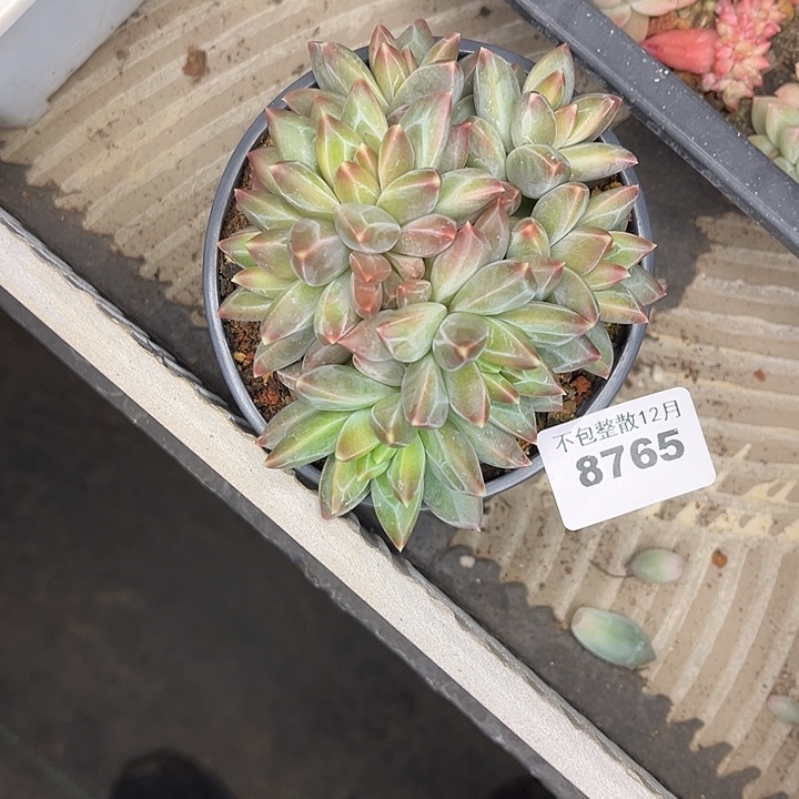 阿雅园艺。        8765