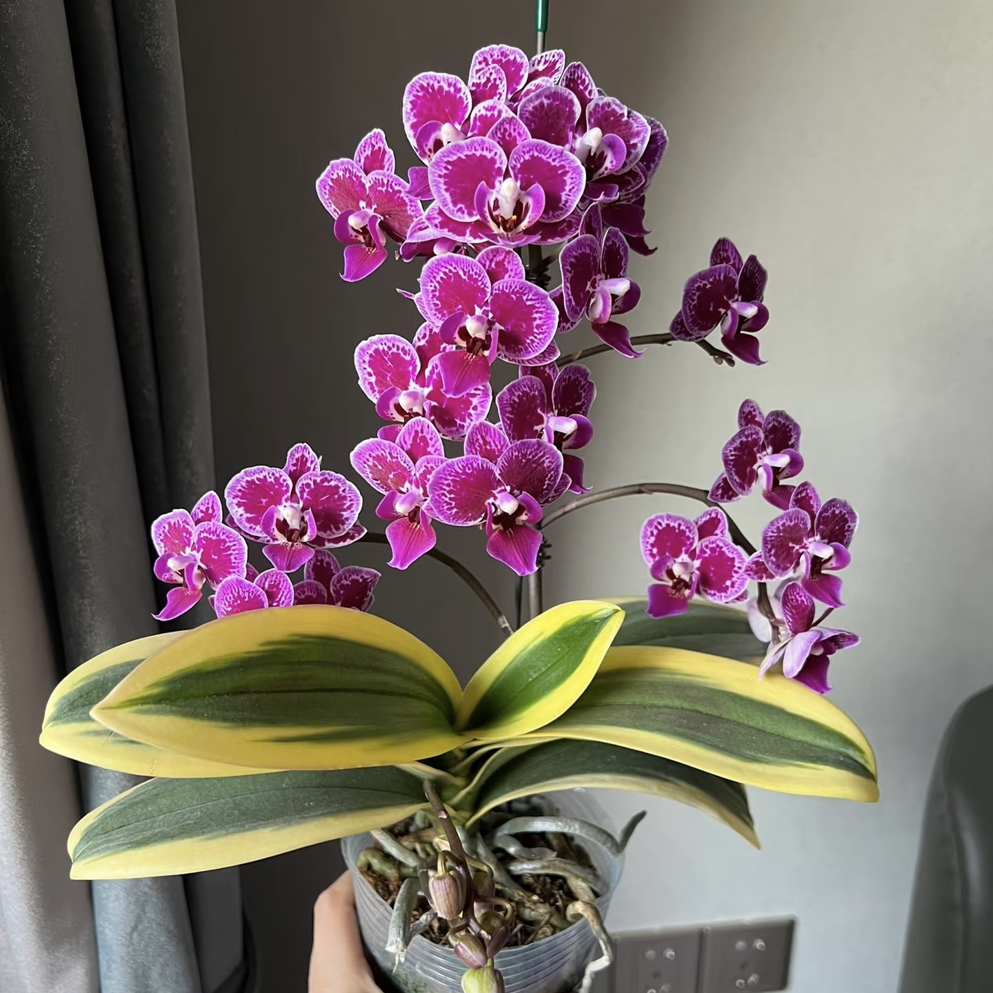 植趣花卉【金边蔓越莓】3.0加高双剑苗 特殊叶片