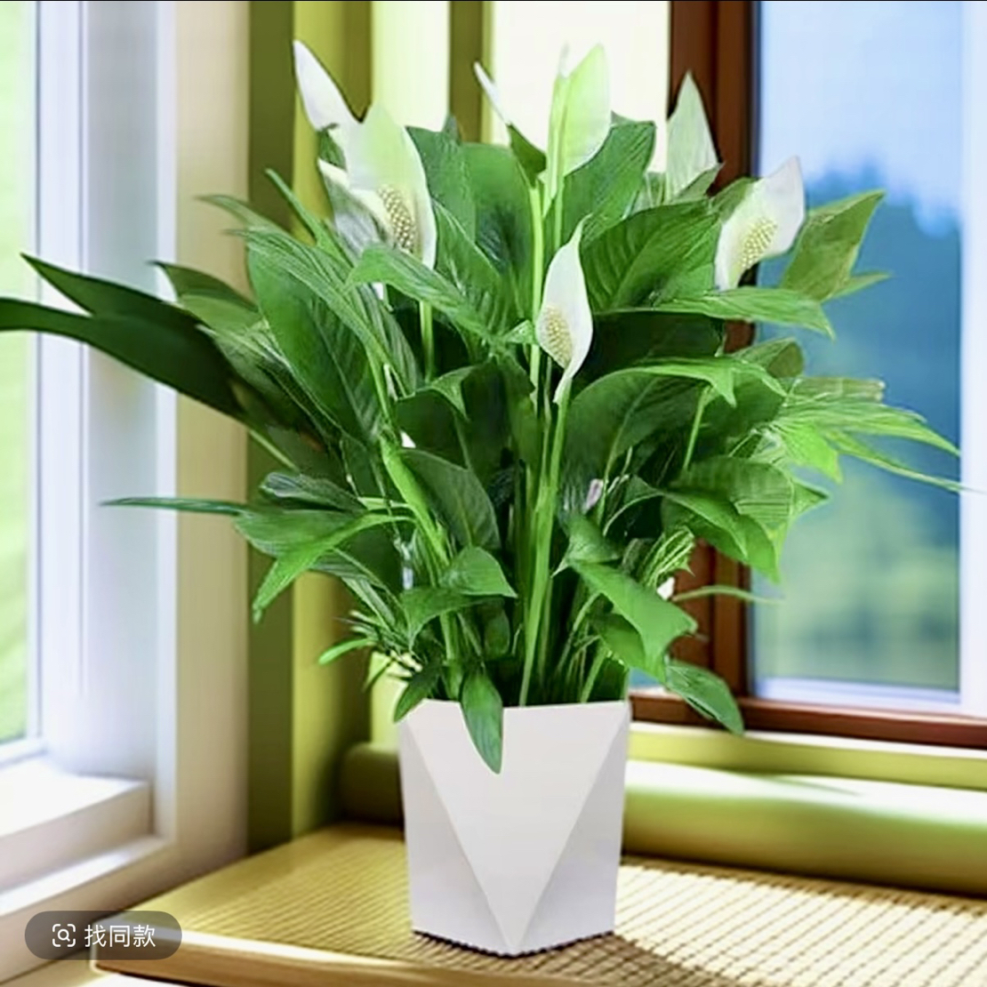 F【带花苞】白掌一帆风顺盆栽室内花卉绿植水养四季开花好养易活
