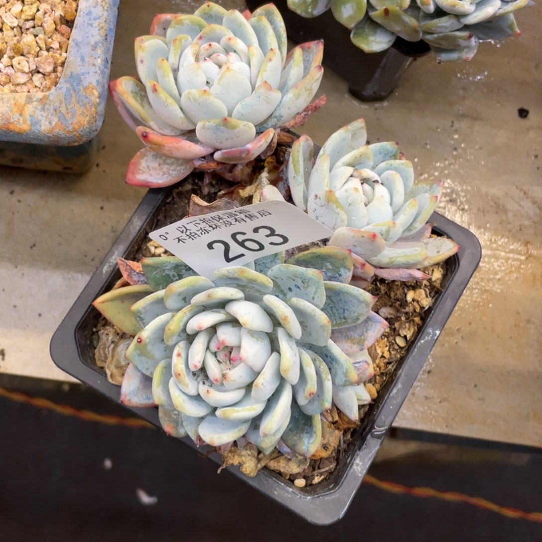 小*宝黑大帅多肉263橙梦露