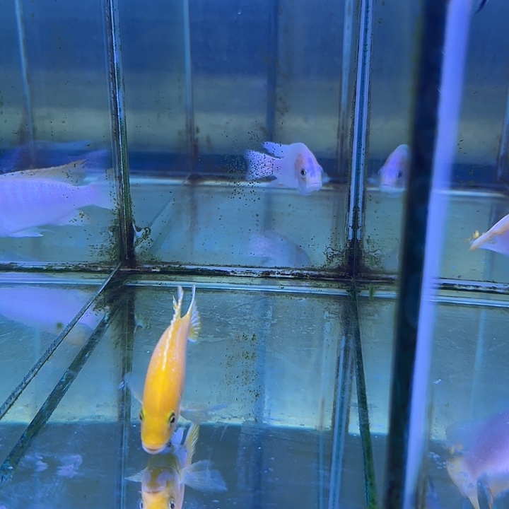 万***车海水鱼159号11111111