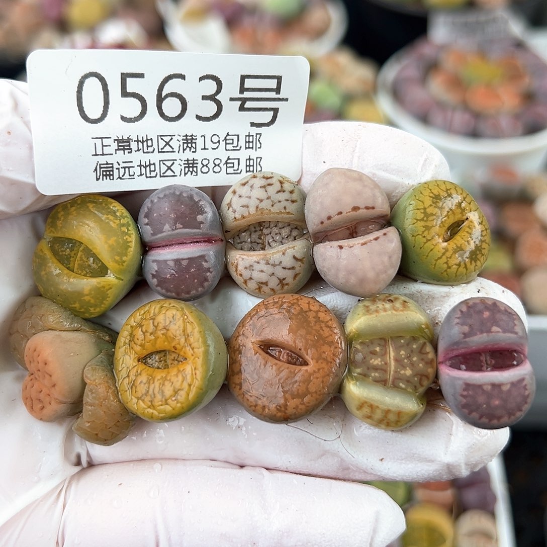 好养易活生石花大母本0563