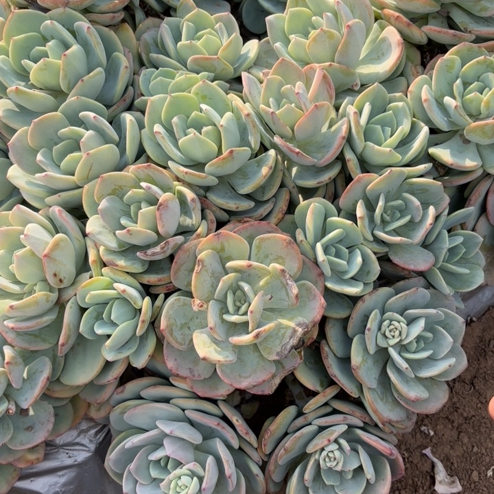 白月光。    25。  6266