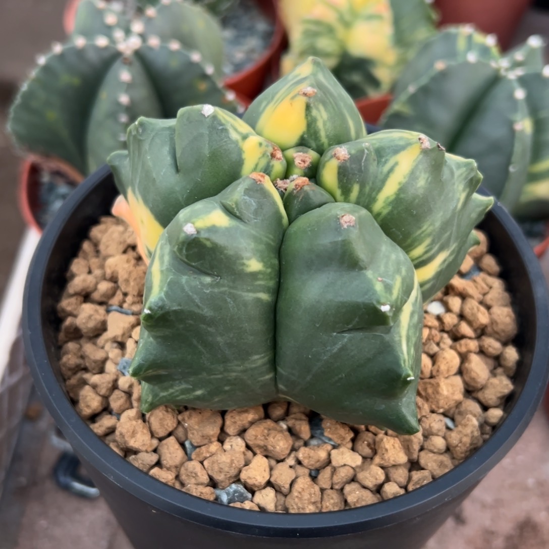 龟甲锦wwwwwwwwwwww