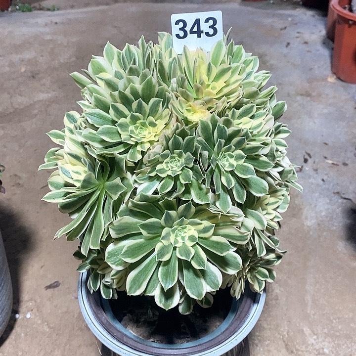 法师植物一物一拍，