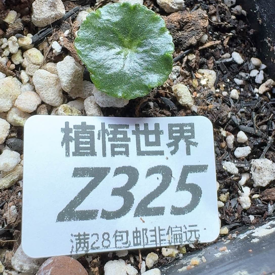 多肉植物的是dggbb