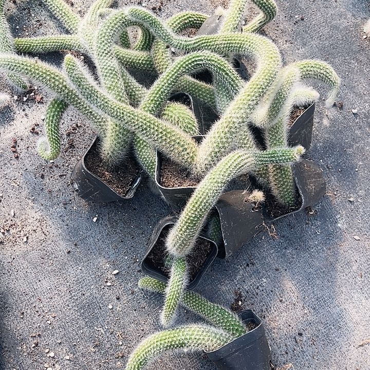 九尾狐单头尾巴断头断尾不售后