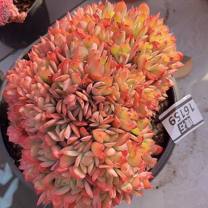 绮罗朵朵缀16159多肉植物