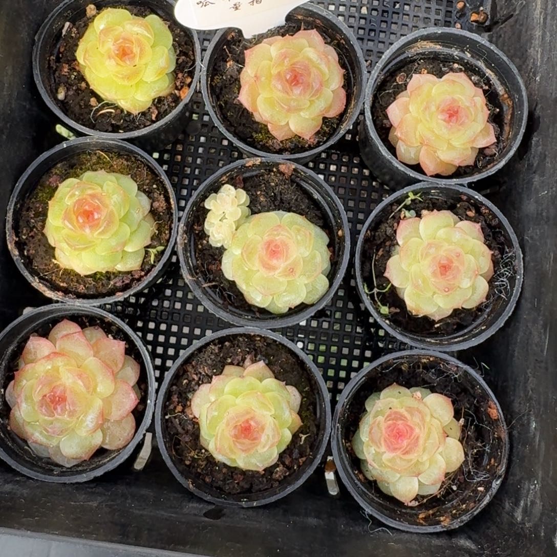 0102-02-无尽灯一颗量拍