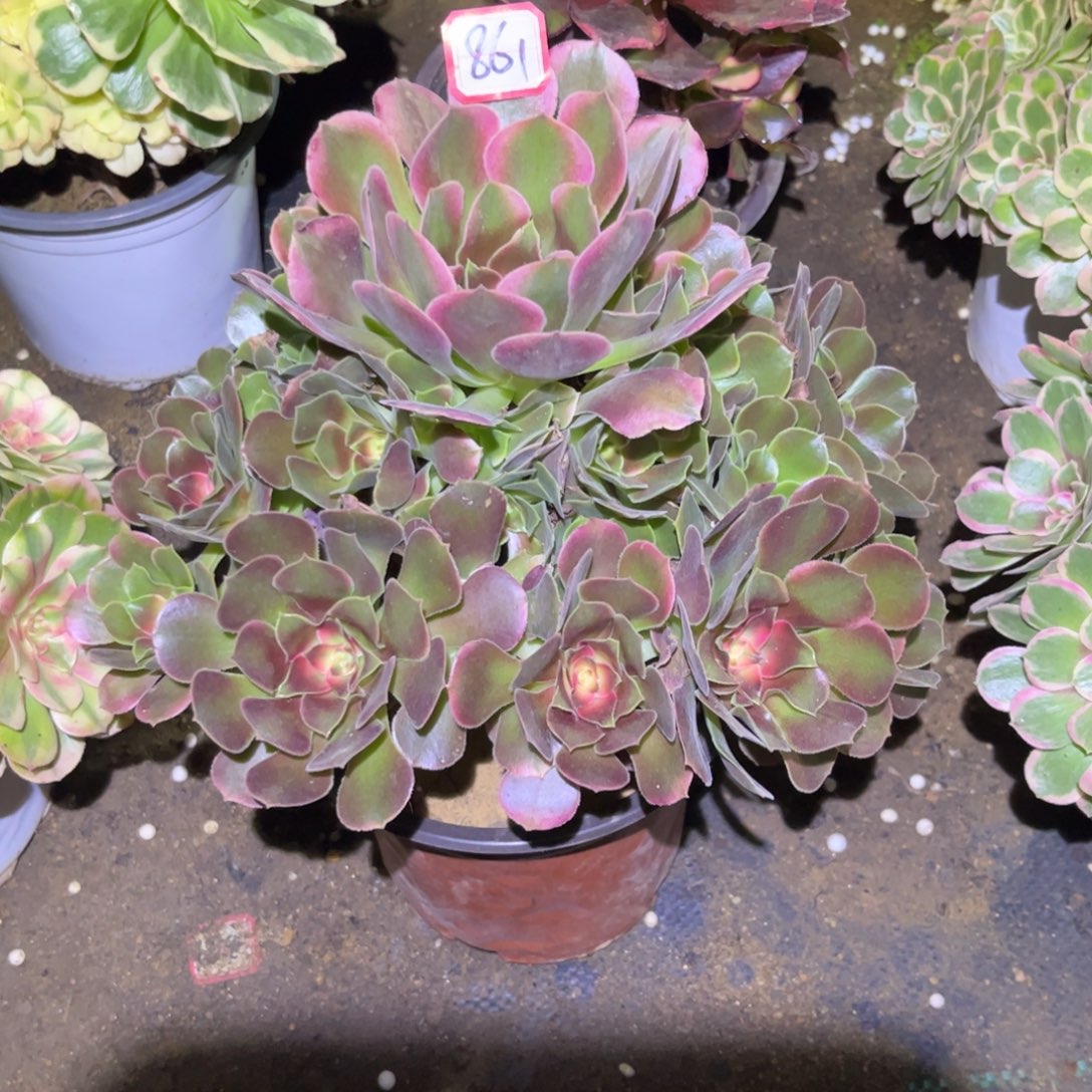 861多肉植物香妃法师桩子不直