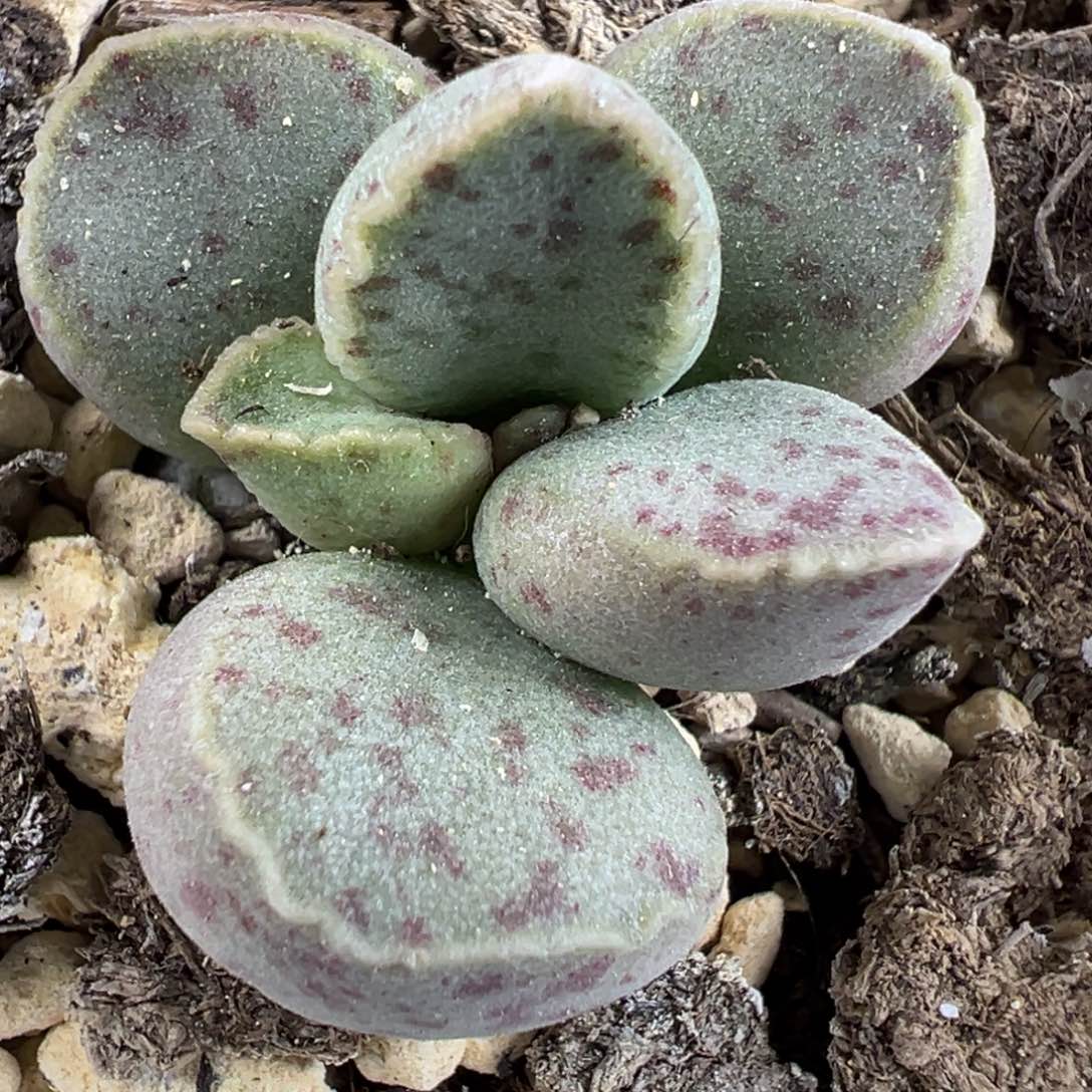 实生单头花型斑点款多肉植物水泡