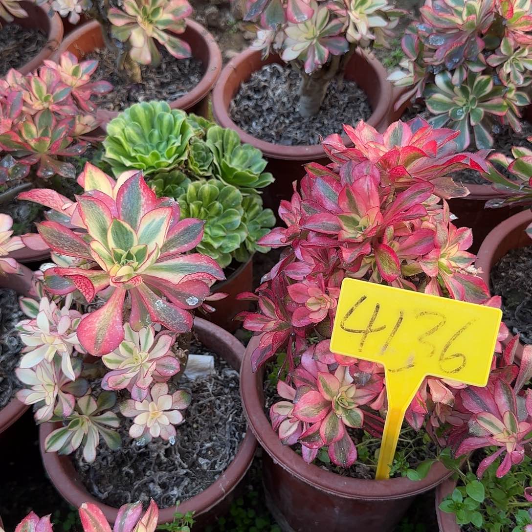 董***厨4136--多头多肉植物魅影