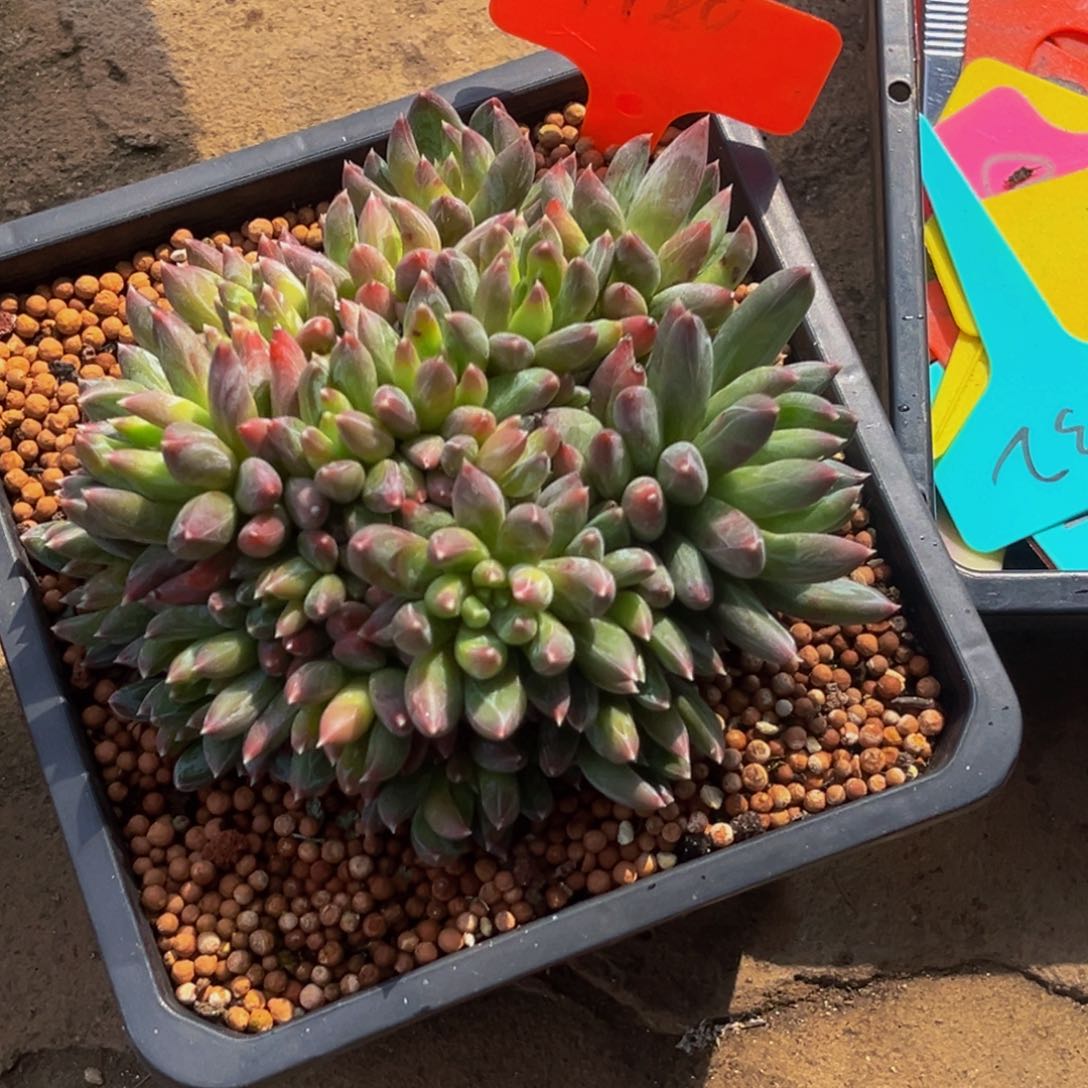 1980号上午多肉植物群生多肉植物