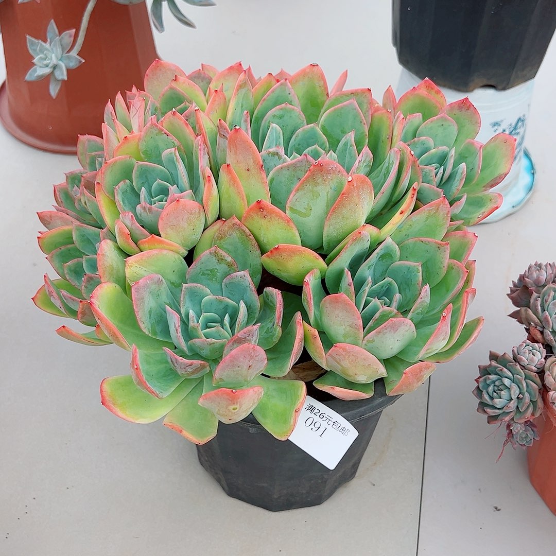 ꧁***꧂091绮罗多肉植物多肉