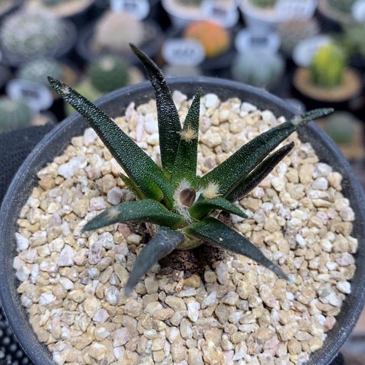 实生龙舌兰牡丹97号4.5cm