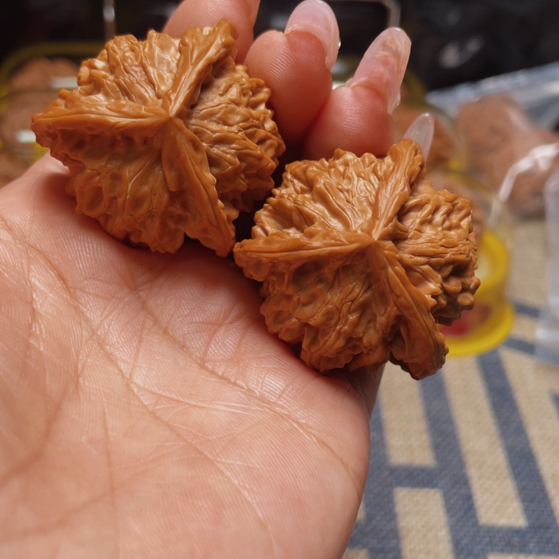 核桃42盘山公子帽三棱