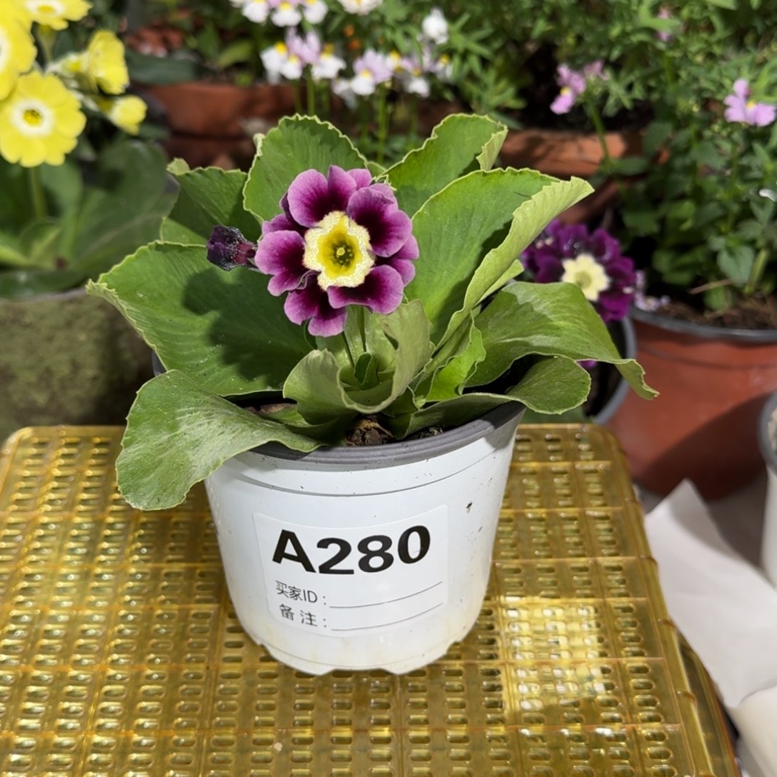 一物一拍耳叶报春A280