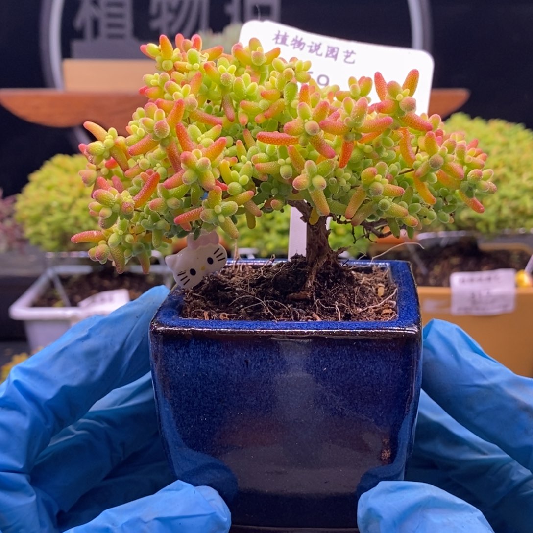 趁***老469蜜橘。              