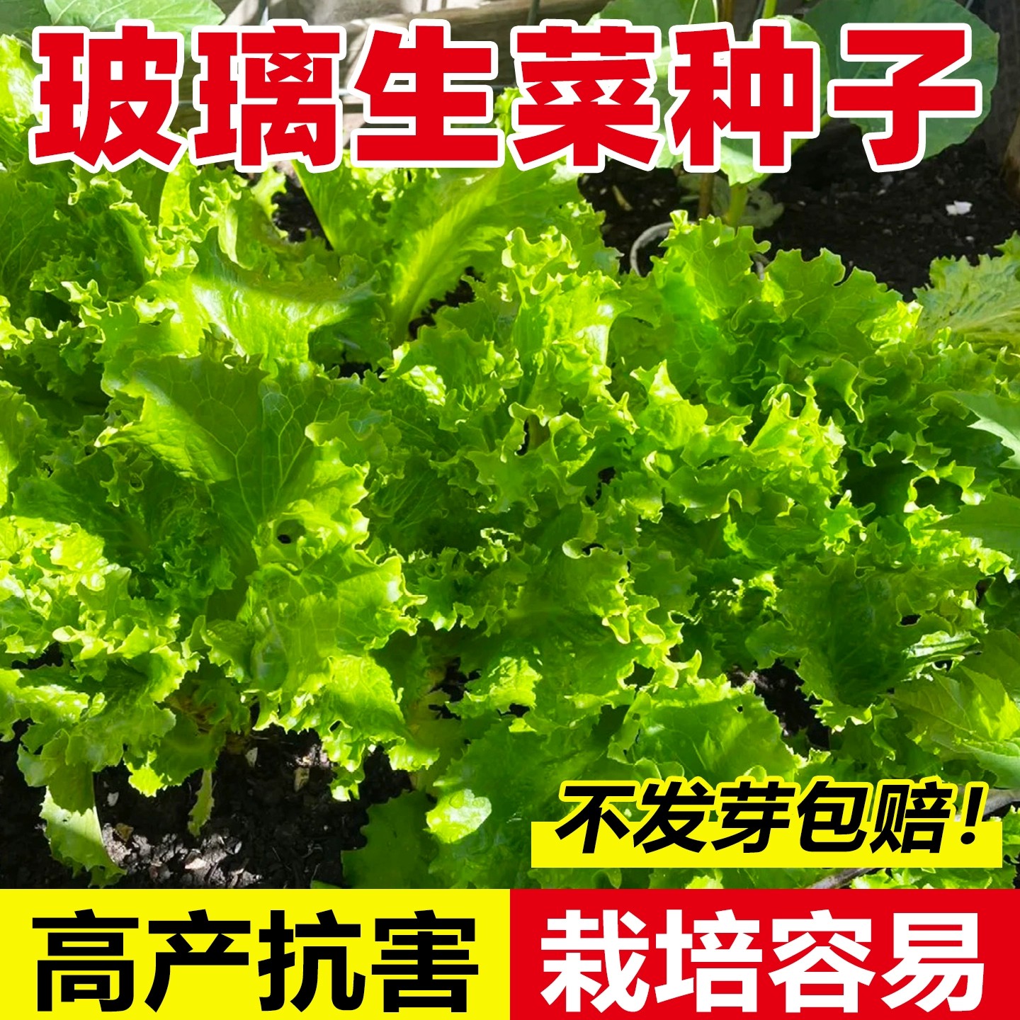 【全店满5包包邮】玻璃生菜种子甜脆沙拉菜四季种植易成活大速生