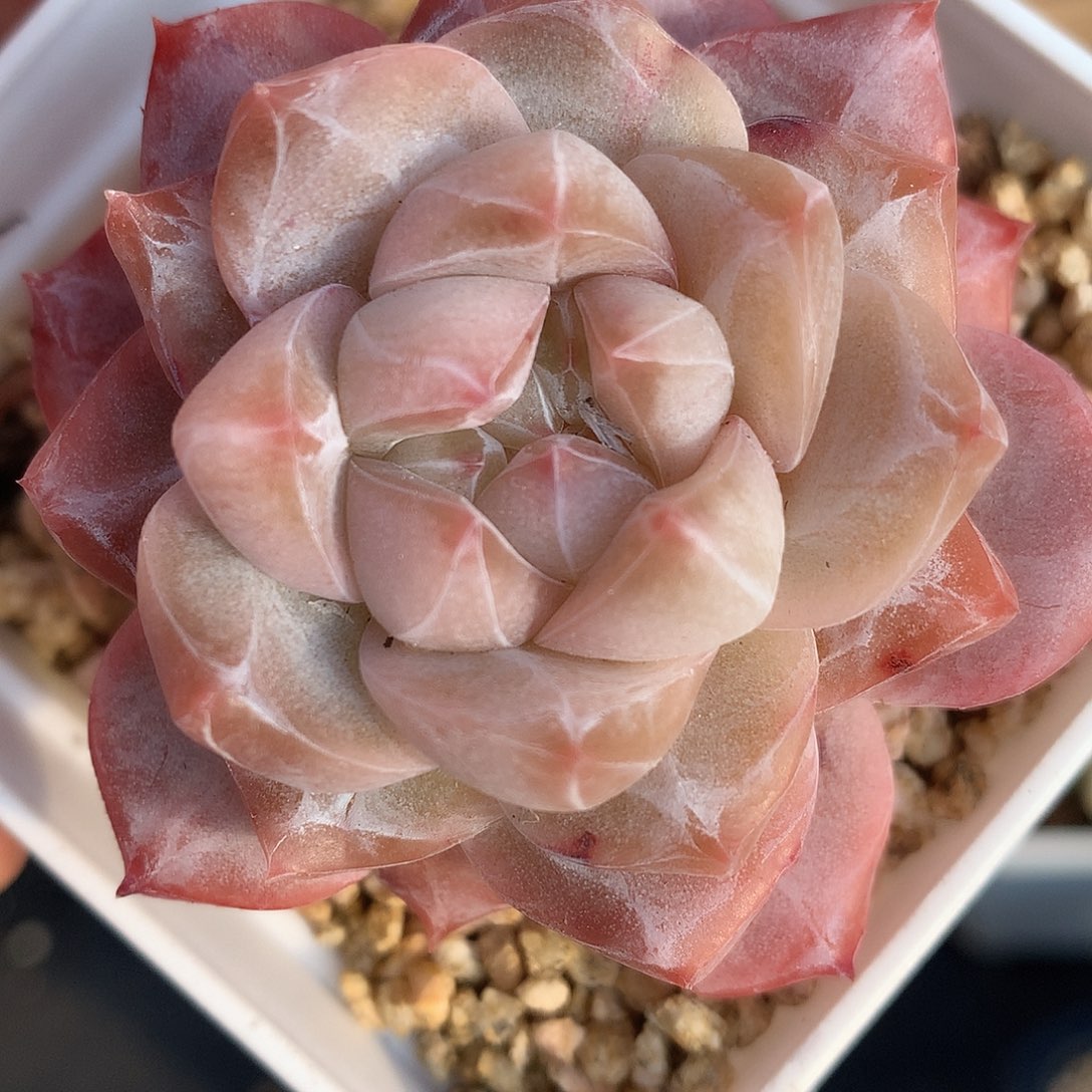 0123-19 精控粉钻