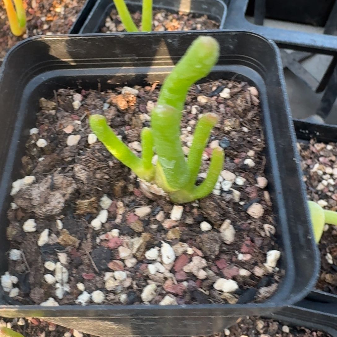 560碧光环脱土发货