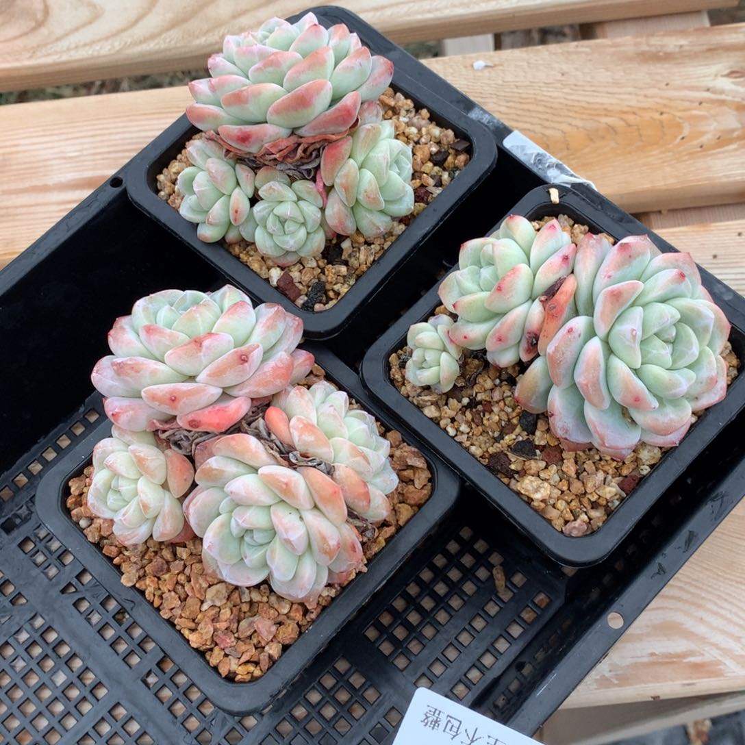 0128-23 精控冰玉三颗 不包整