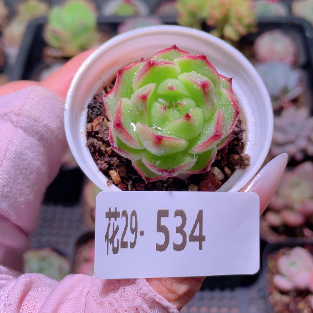 花利美29-534新品