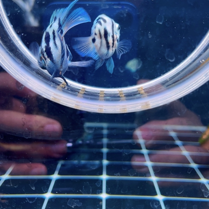 鹦鹉鱼嘟嘟嘴长拉丝宝蓝公配娃娃脸微瑕母