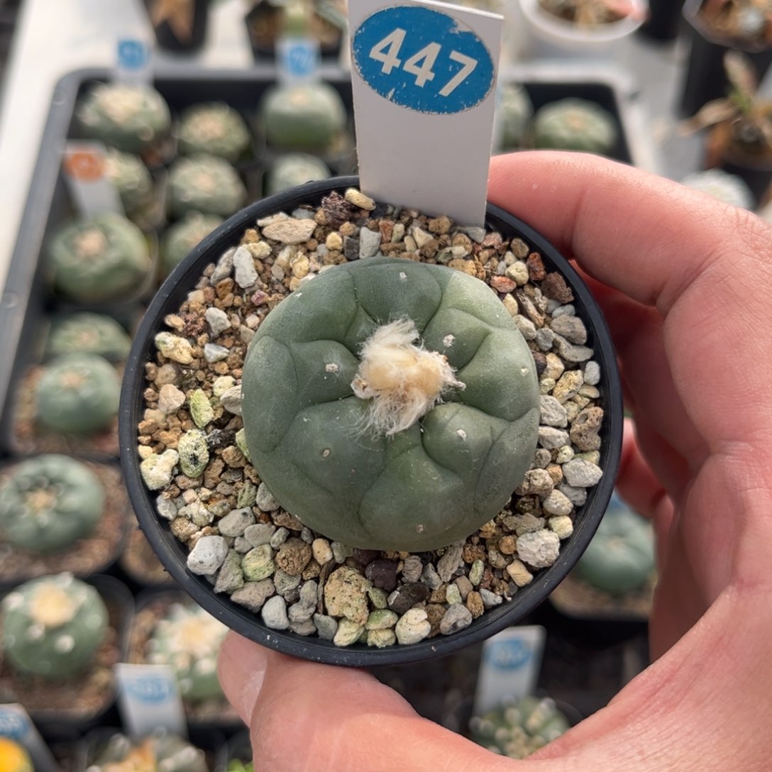 447实生仙人球带盆带土发货