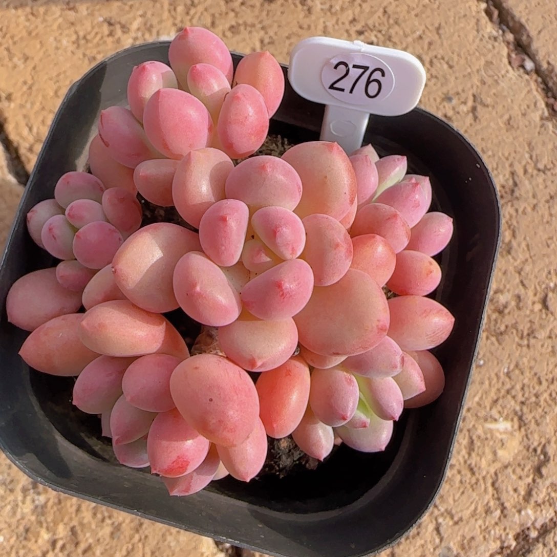 杂交未定名奶系一颗