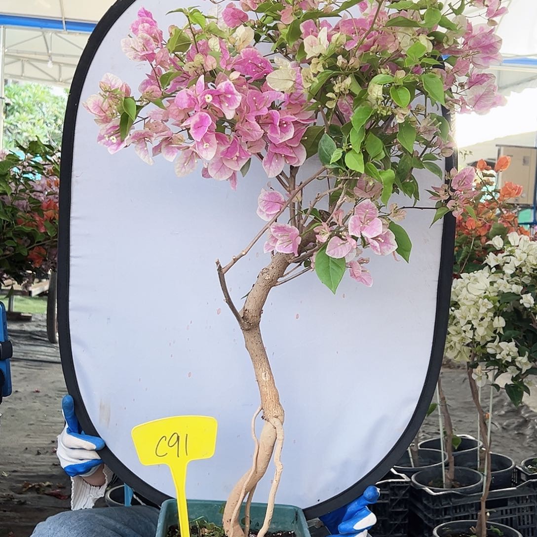 A***n大部分花苞少量开放C91广红樱