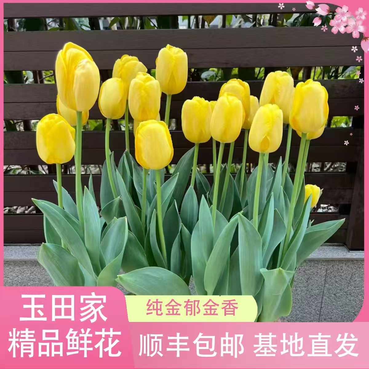 [二丫卖花]纯金土培郁金香［荷兰进口包对版］《居家办公优选》