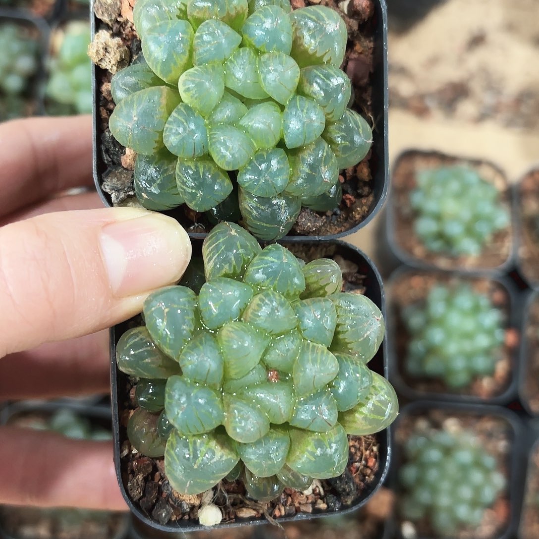 两颗姬玉露多肉植物