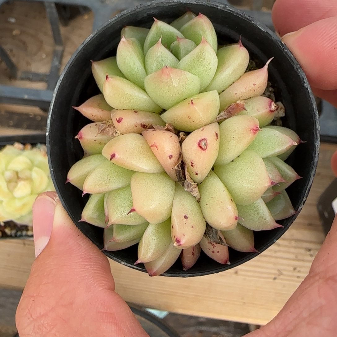 一物一拍杂交11085