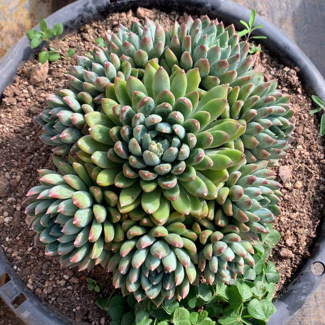 星际迷航一物一拍