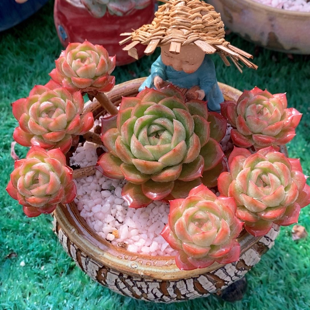 女王杂多肉植物盆栽