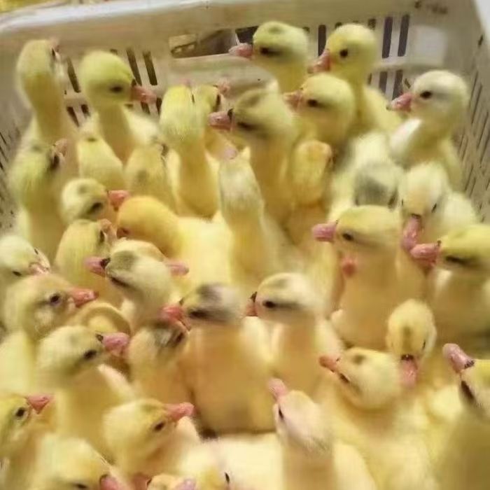 宠物鸭鹅大三花 四季鹅霍尔多巴吉大品种肉鹅鸭顺丰快递
